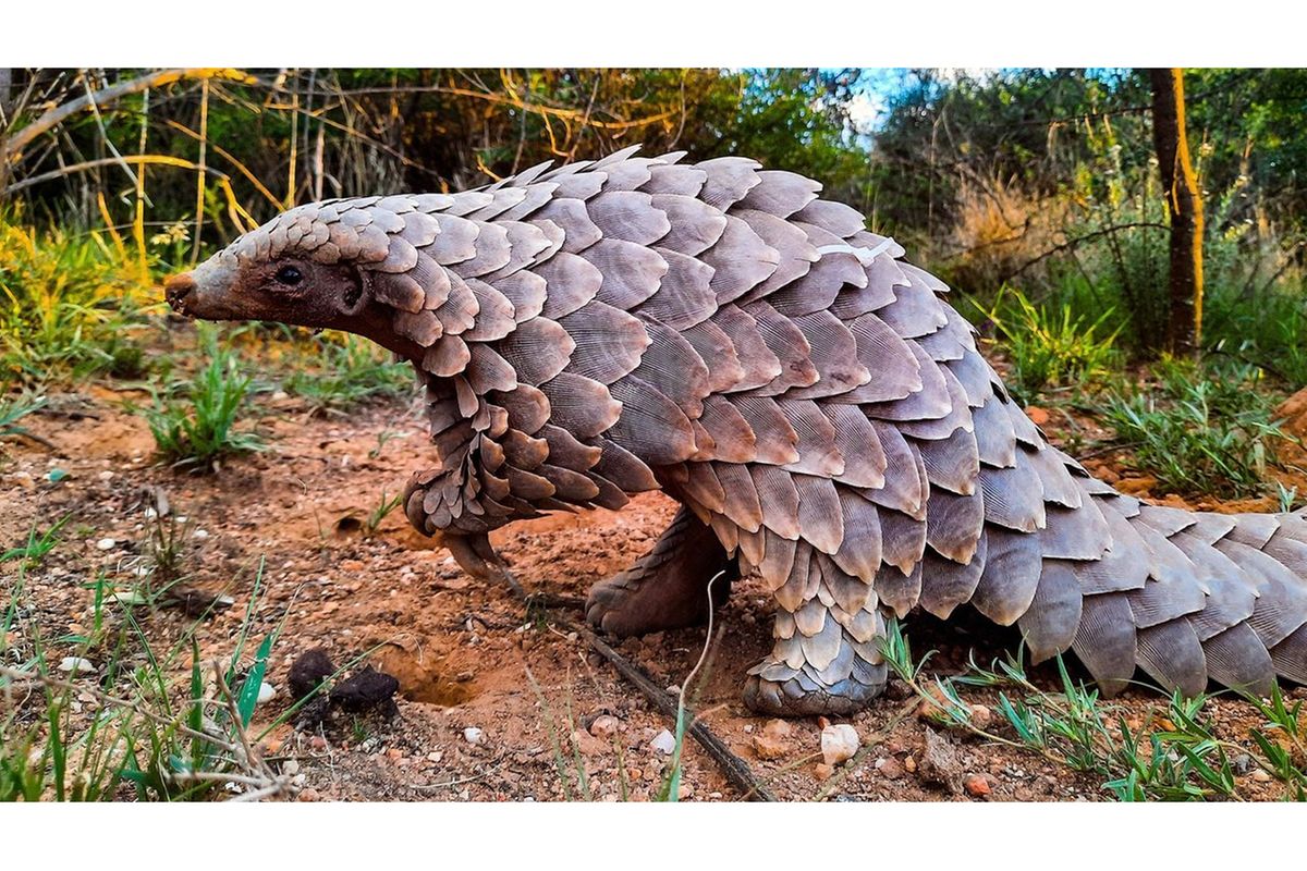 Pangolin: The world's most trafficked animal is still endangered in Tanzania