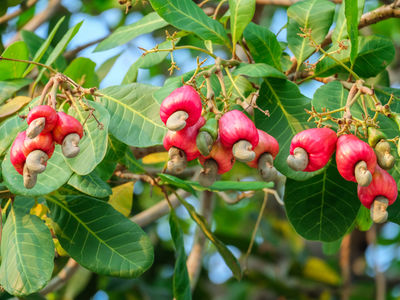 Sulphur shortage threatens Sh1.2 trillion cashewnut industry