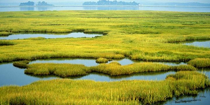 Stakeholders propose wetland conservation measures | The Citizen