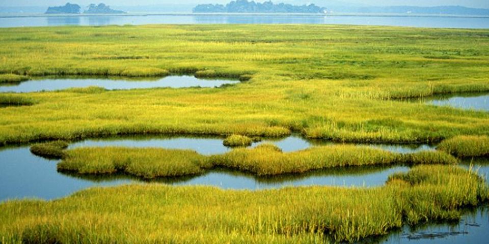 Stakeholders propose wetland conservation measures | The Citizen