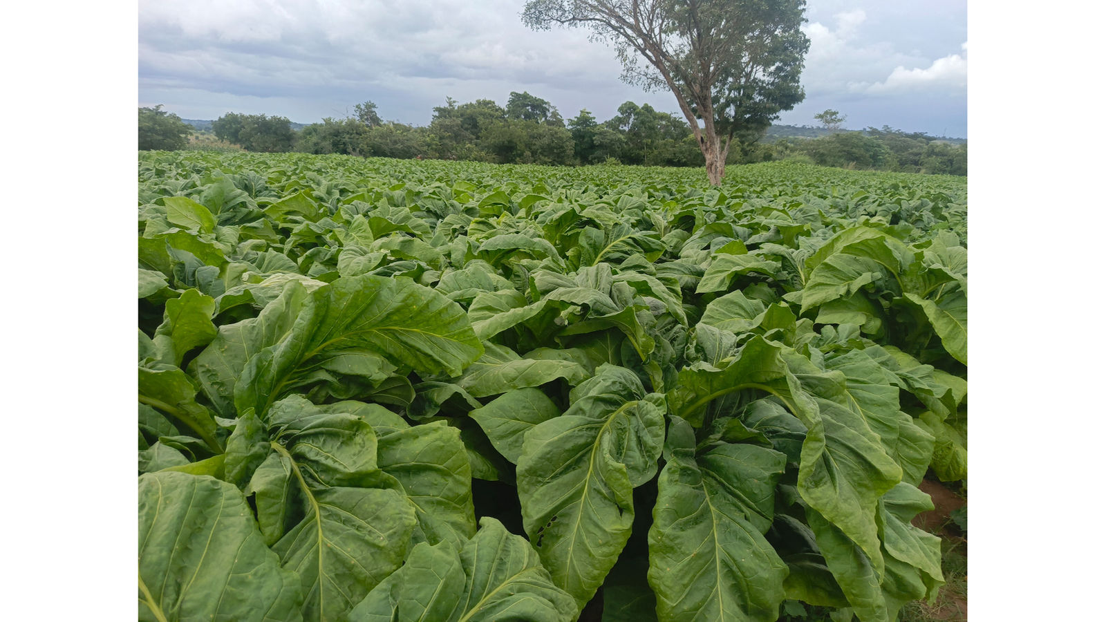 tobacco production tabora region tanzania youth farmers The crusade towards a tobacco-free Tobacco and agrarian change in