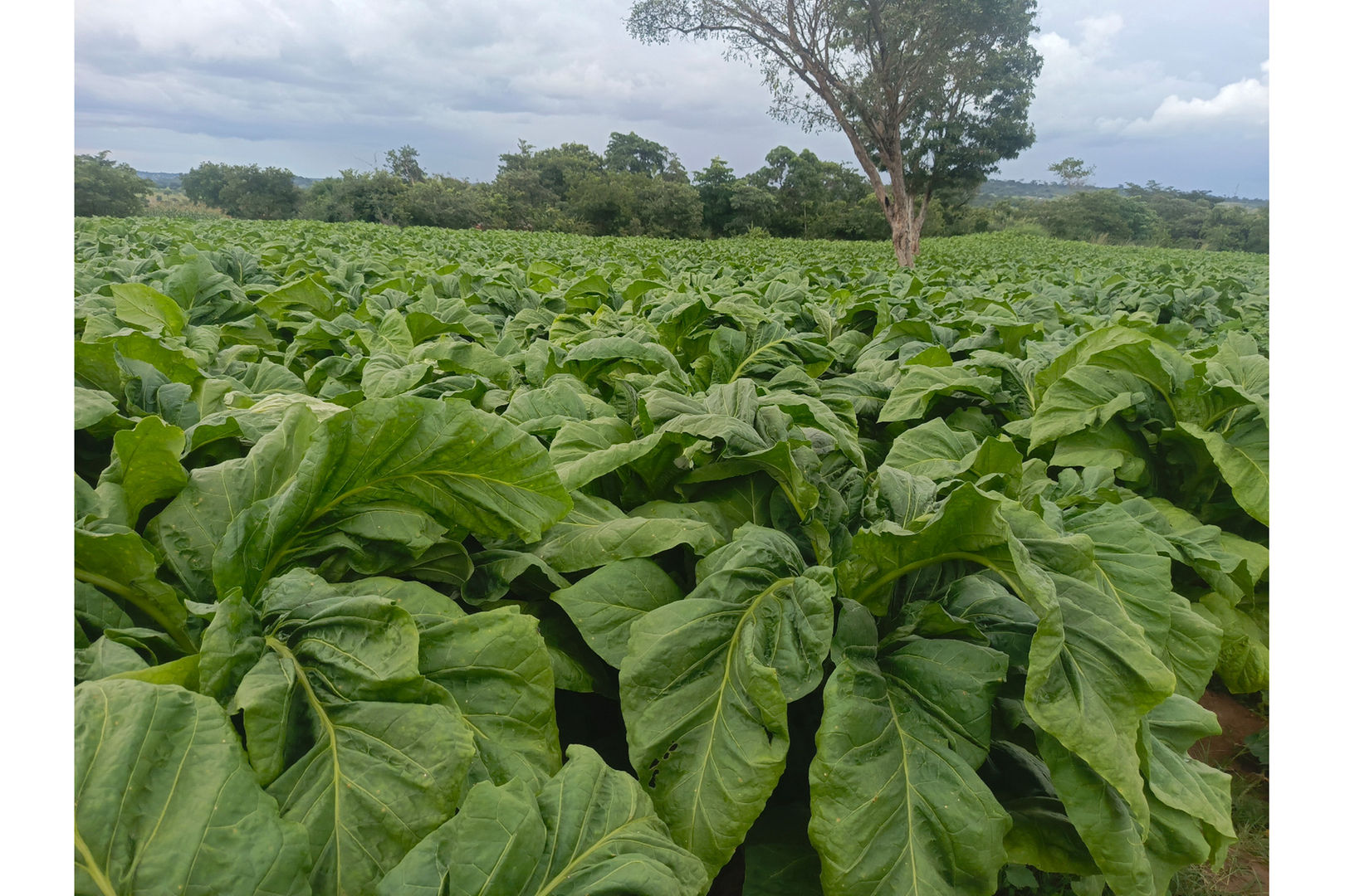 tobacco production tabora region tanzania youth farmers TORITA Global Leaf - Home