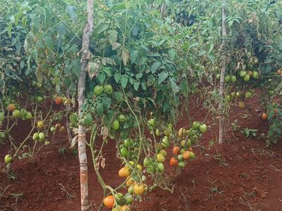 Nanenane set to attract investment, boost Zanzibar production