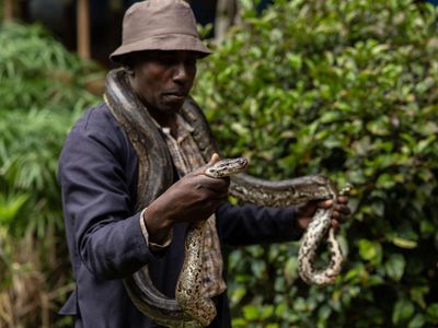 Keeping a hyena or a python at home without permits can land you in trouble