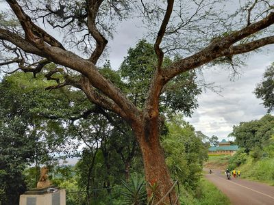 126-year-old tree where Tanzania's resistance against colonial rule lives on