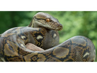 Why keeping pythons as pets could land you in jail in Tanzania