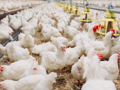 Government seeks to slash poultry feed costs in Sh3.5 trillion plan