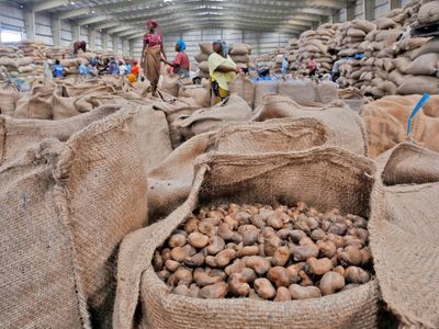 Cashew season opens with push for higher yields, smoother trade