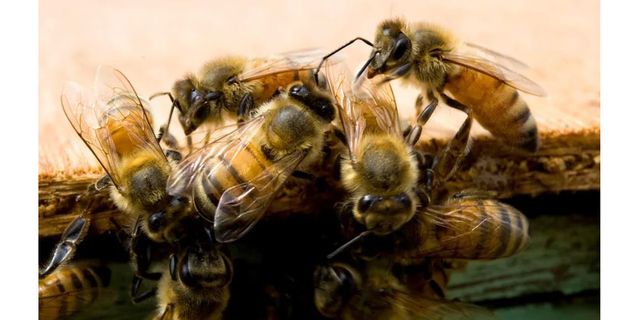 how-bee-venom-therapy-offers-pain-relief-in-tanzania-but-safety-risks