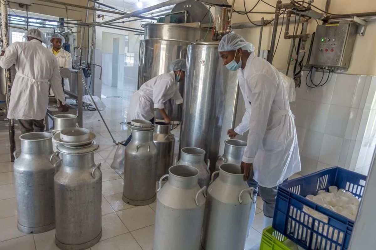 Digital platform to link Tanzanian dairy farmers directly with markets