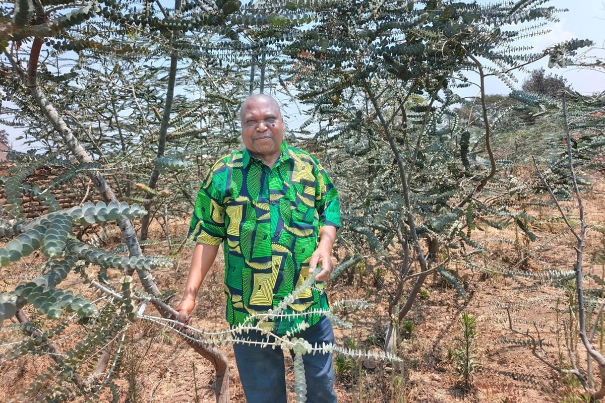Baby Blue flowers bring new income for Mbeya farmers
